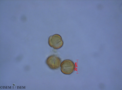 ISEM 1/Escallonia_myrtilloides_28070/Escallonia_myrtilloides_28070_0001(copy)_thumb.jpg